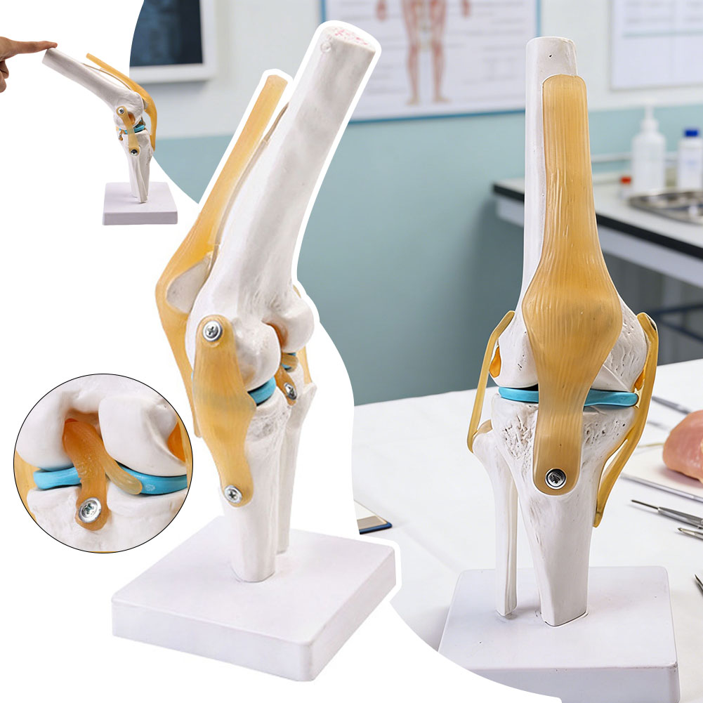 Anatomical Medical-Knee Joint  - đánh giá và giá Science Hobbyist
