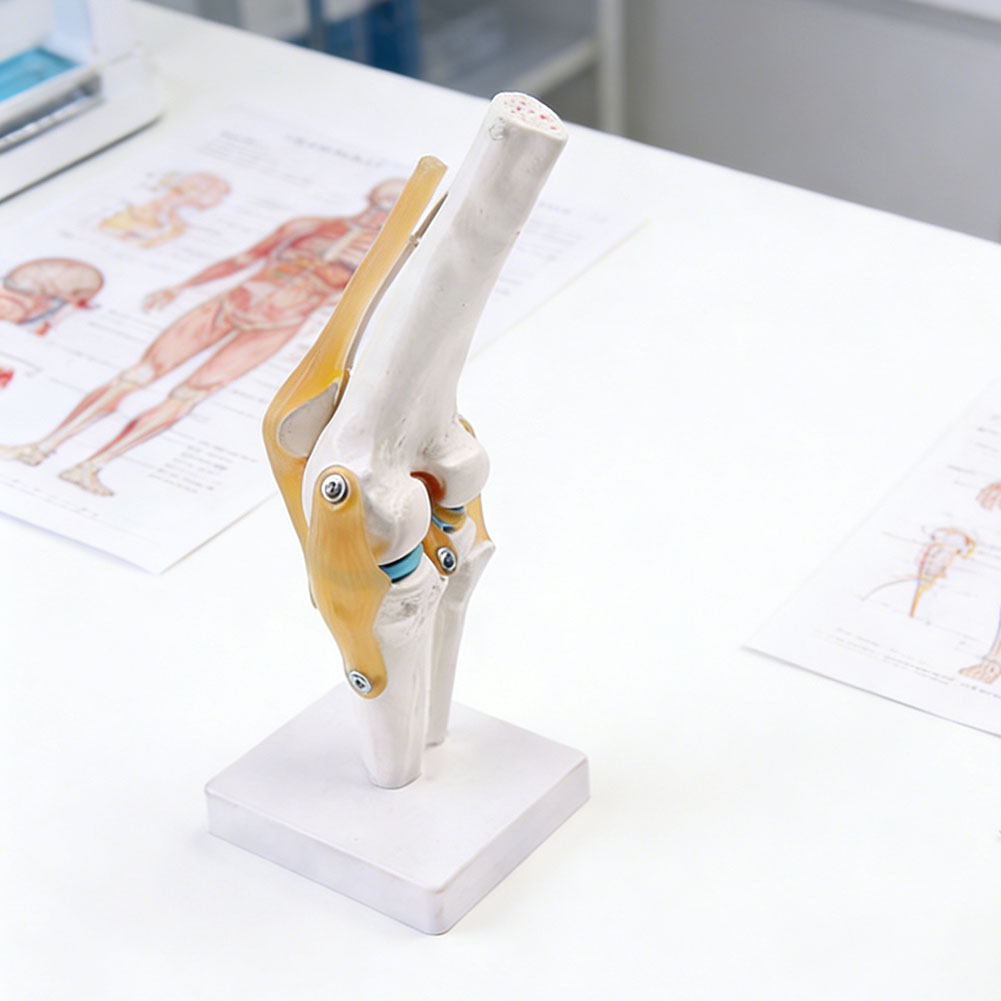 Anatomical Medical-Knee Joint  - đánh giá và giá Science Hobbyist