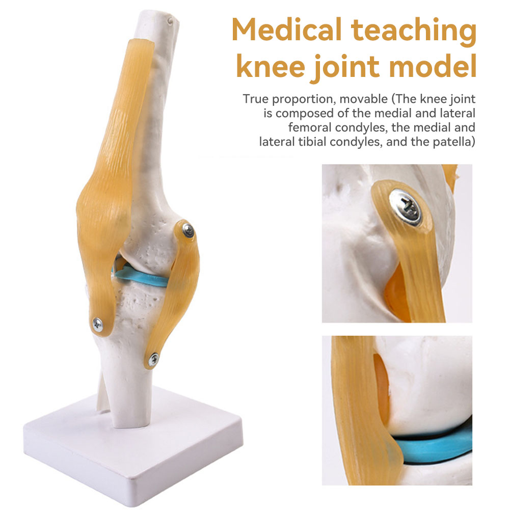 Anatomical Medical-Knee Joint  - đánh giá và giá Science Hobbyist