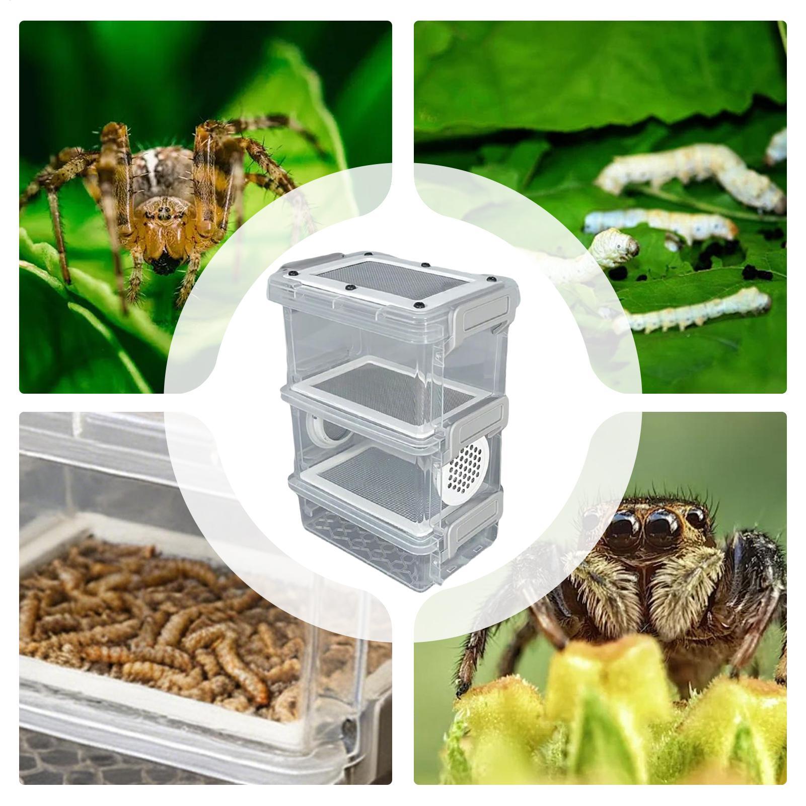 Mealworm Breeding Kit 3-Layer  - đánh giá và giá Science Hobbyist